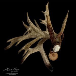 Minnesota-Monarch-Mini-0027.edited.watermark