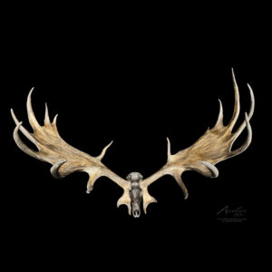 Irish Elk