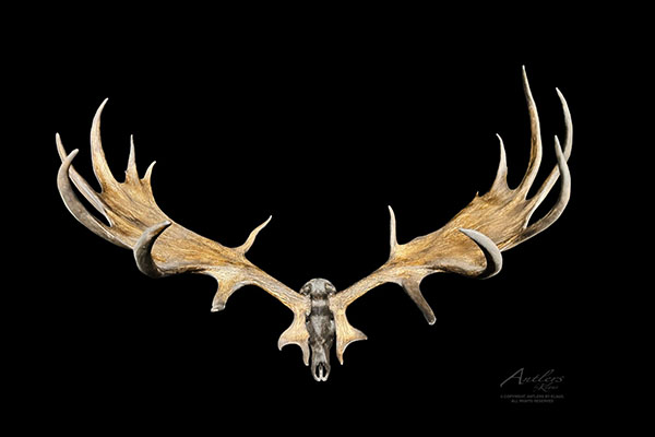 Odd and Awesome Collectibles